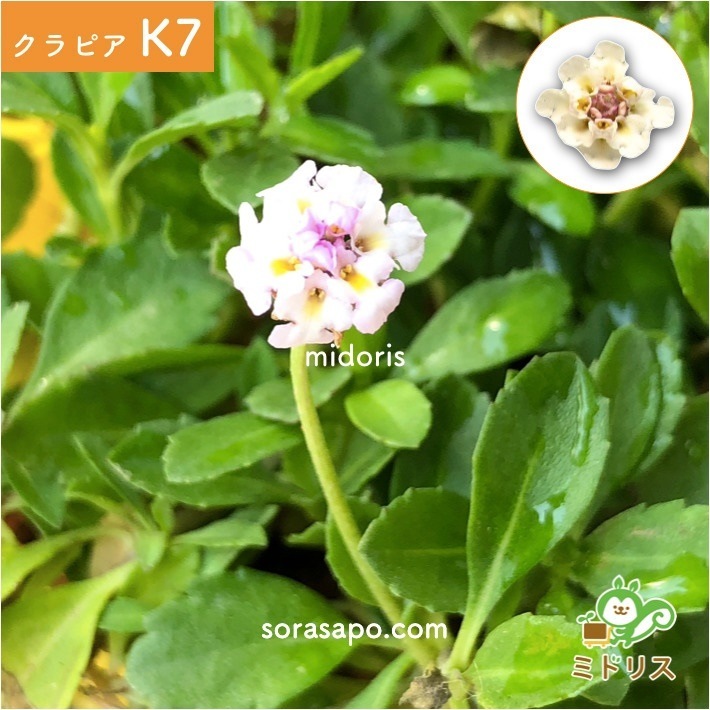 クラピア K7 (白) 9cmポット苗 10鉢 すくすくセット 有機入り一発果菜肥料 メネデール セット クラピア K7 (白) 9cmポット苗 10鉢 すくすくセット 有機入り一発果菜肥料 メネデール セット