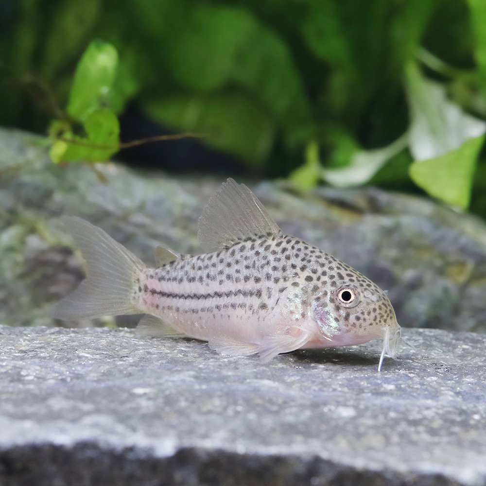 （熱帯魚）コリドラス　ジャンクションラインガラナ（ワイルド）（１匹）　北海道・九州航空便要保温　ＣＲＣ13―36―20―00―00
