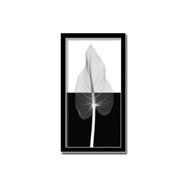 ファブリックパネル アートフレーム 飾り おしゃれ 花 壁掛け ウォールデコレーション 幻想的 植物 レントゲン インパクト CallaLeafII 350x650mm ファブリックパネル アートフレーム 飾り おしゃれ 花 壁掛け ウォールデコレーション 幻想的 植物 レントゲン インパクト CallaLeafII 350x650mm