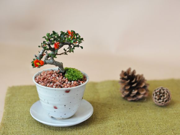 盆栽妙 小梅 長寿梅 ミニ盆栽 花 母の日 プレゼント