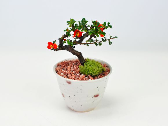盆栽妙 小梅 長寿梅 ミニ盆栽 花 母の日 プレゼント