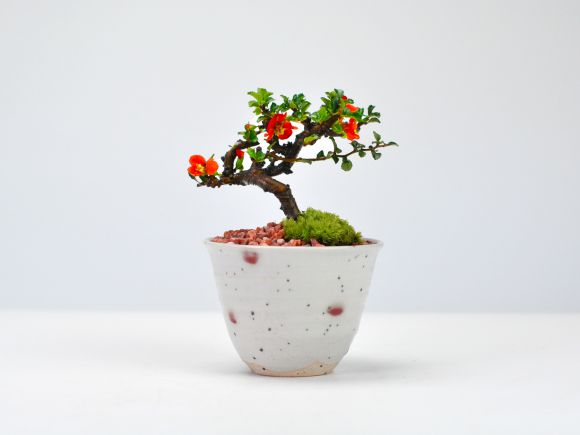 盆栽妙 小梅 長寿梅 ミニ盆栽 花 母の日 プレゼント