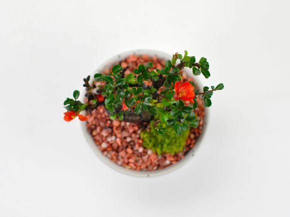 盆栽妙 小梅 長寿梅 ミニ盆栽 花 母の日 プレゼント