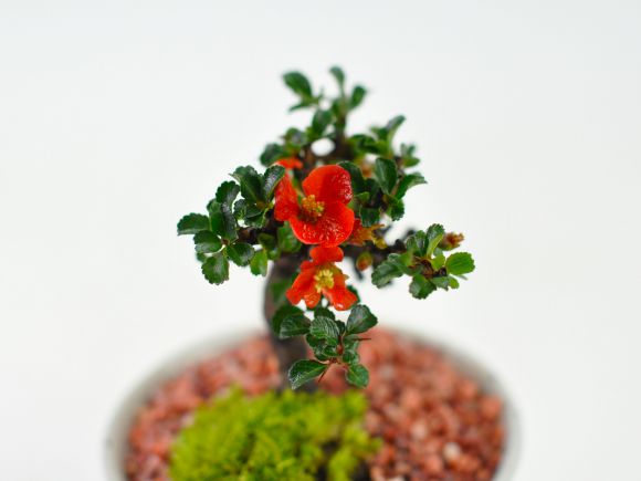 盆栽妙 小梅 長寿梅 ミニ盆栽 花 母の日 プレゼント