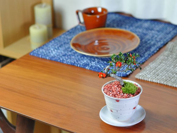 盆栽妙 小梅 長寿梅 ミニ盆栽 花 母の日 プレゼント