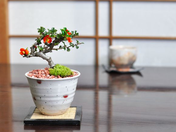 盆栽妙 小梅 長寿梅 ミニ盆栽 花 母の日 プレゼント