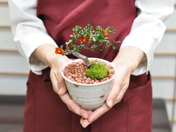盆栽妙 小梅 長寿梅 ミニ盆栽 花 母の日 プレゼント