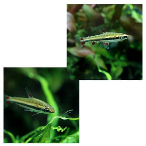 （熱帯魚）スリーライン・ペンシル（ワイルド）（６匹）　北海道・九州航空便要保温　ＣＲＣ13―20―10―45―00