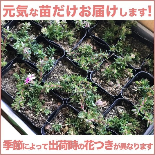 芝桜 ダニエルクッション ピンク種 9cmポット苗 240株 シバザクラ グランドカバー 芝桜 ダニエルクッション ピンク種 9cmポット苗 240株 シバザクラ グランドカバー