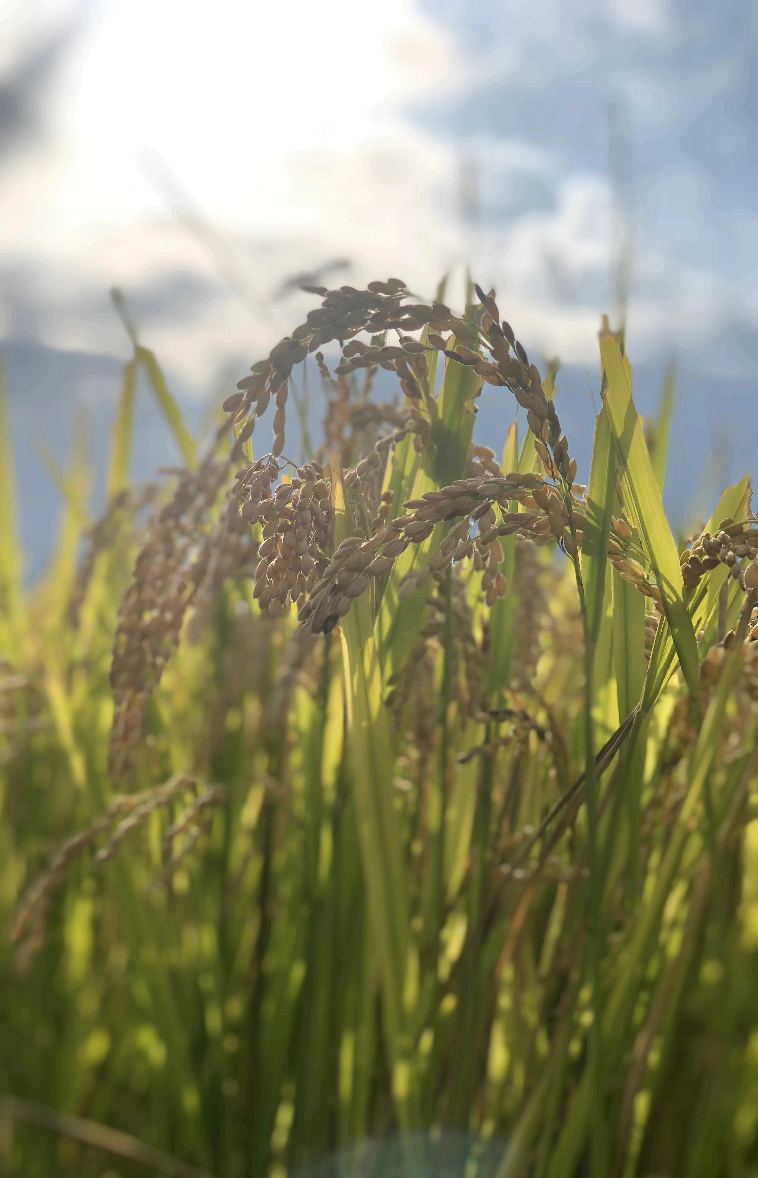 新潟県産 ブレンド米 無洗米 30kg 令和６年産 新潟産 無洗米３０キロ 米 30kg 高級米 おいしいお米 美味しいお米 産地直送 農家の米 コシヒカリの郷小出農場