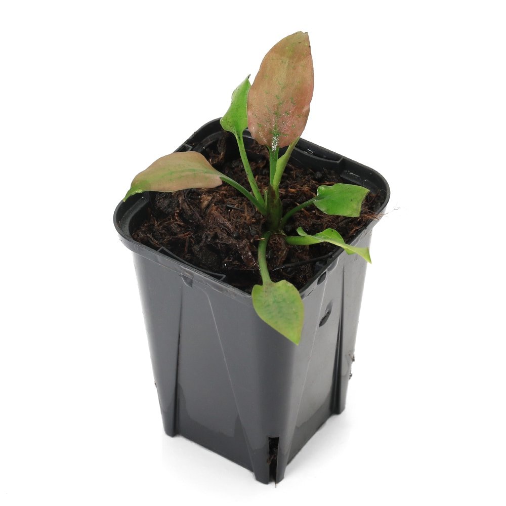 (水草)クリプトコリネsp.ホワイトフラワー Sg Kalimantan産(水上葉)(1ポット) 北海道・九州航空便要保温 CRC12―72―40―00―00 (水草)クリプトコリネsp.ホワイトフラワー Sg Kalimantan産(水上葉)(1ポット) 北海道・九州航空便要保温 CRC12―72―40―00―00