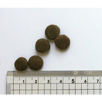 【プレゼント付】ブラックウッド 2000 7.05kg【犬想いオリジナル今治ハンドタオルセット】【タオルカラー ホワイト】【正規品】