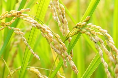 Qoo10] 30kg 令和6年産！国産ブレンド米小粒 : 米・雑穀