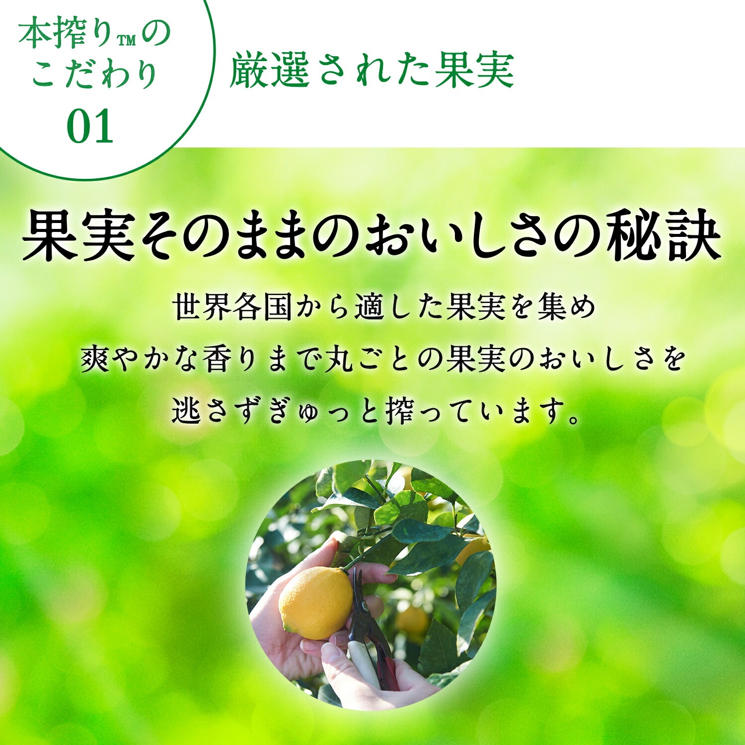 【送料無料】キリン 本搾り グレープフルーツ 500ml2ケース【北海道沖縄県東北四国九州地方は必ず送料が掛かります】 【送料無料】キリン 本搾り グレープフルーツ 500ml2ケース【北海道沖縄県東北四国九州地方は必ず送料が掛かります】