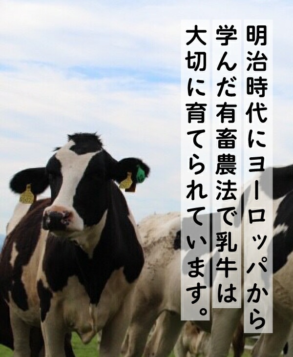 カチョカバロ ヤクモ 6個 155g6 北海道グルメ ご当地グルメ 北海道産 チーズ 北海道 おつまみ チーズ 詰め合わせ ギフト お取り寄せグルメ 美味しい 絶品 ごちそう 国産 贈り