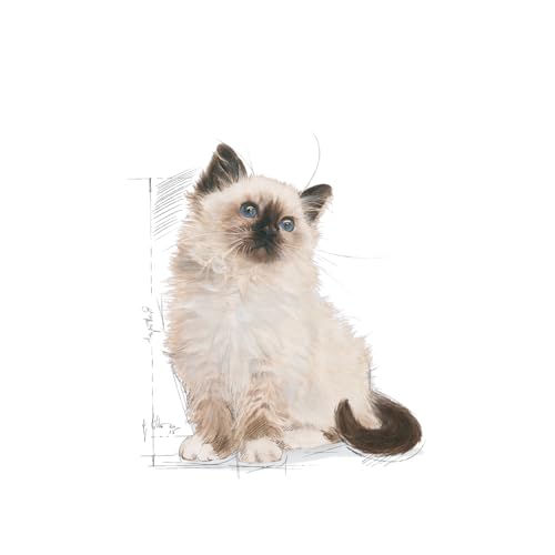 ロイヤルカナン FHN キトン 子猫用 2kg ロイヤルカナン FHN キトン 子猫用 2kg