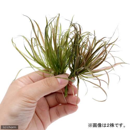 （水草）ブリクサ　ショートリーフ（無農薬）（２０株分）　北海道航空便要保温　ＣＲＣ12―30―46―00―00