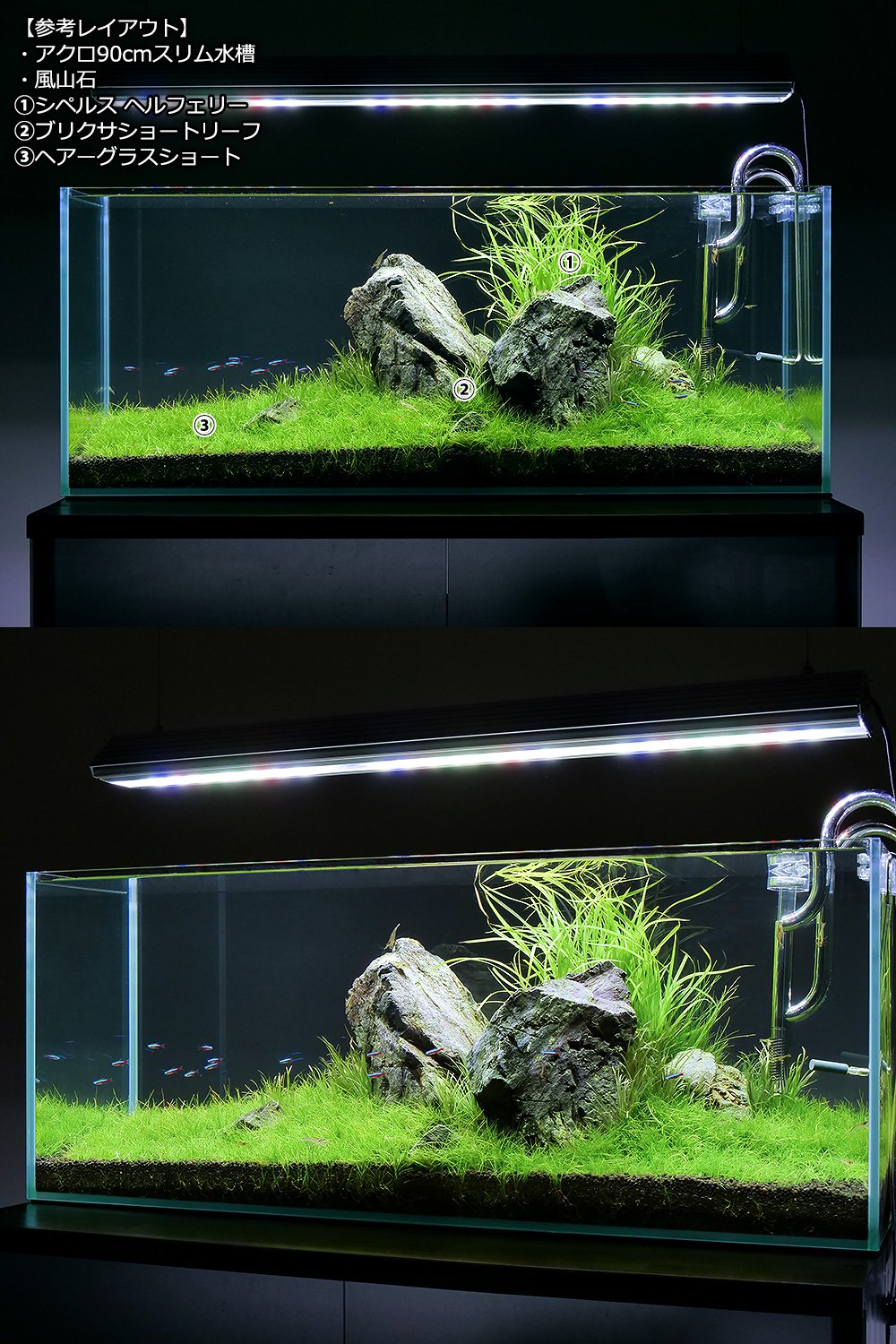 （水草）ブリクサ　ショートリーフ（無農薬）（２０株分）　北海道航空便要保温　ＣＲＣ12―30―46―00―00