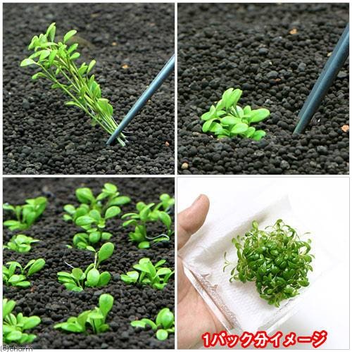 (水草)グロッソスティグマ(水中葉)(無農薬)(10パック分) CRC12―30―43―00―00 (水草)グロッソスティグマ(水中葉)(無農薬)(10パック分) CRC12―30―43―00―00