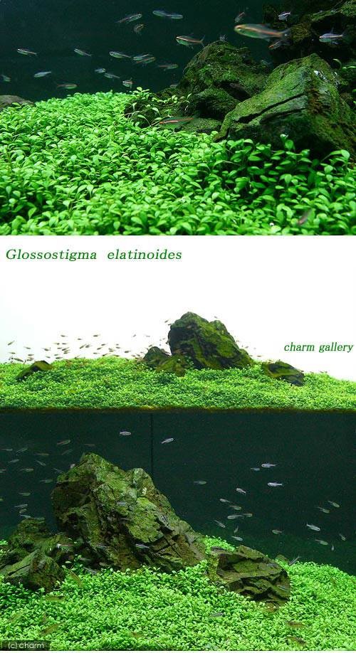 (水草)グロッソスティグマ(水中葉)(無農薬)(10パック分) CRC12―30―43―00―00 (水草)グロッソスティグマ(水中葉)(無農薬)(10パック分) CRC12―30―43―00―00