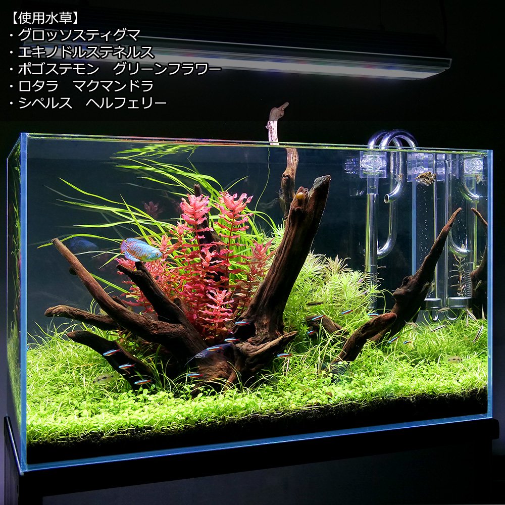 (水草)グロッソスティグマ(水中葉)(無農薬)(10パック分) CRC12―30―43―00―00 (水草)グロッソスティグマ(水中葉)(無農薬)(10パック分) CRC12―30―43―00―00