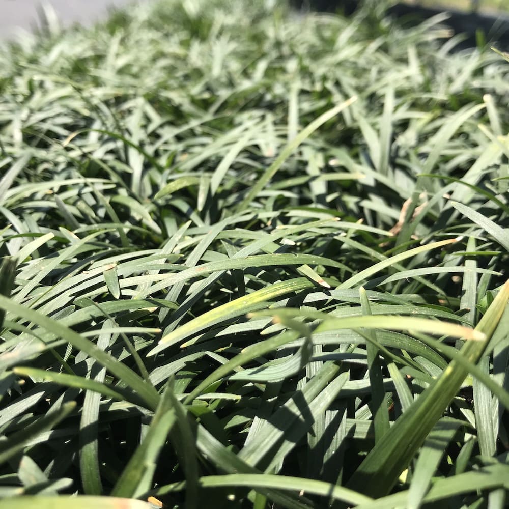 タマリュウ（玉竜）マットタイプ 60cm30cm ５枚