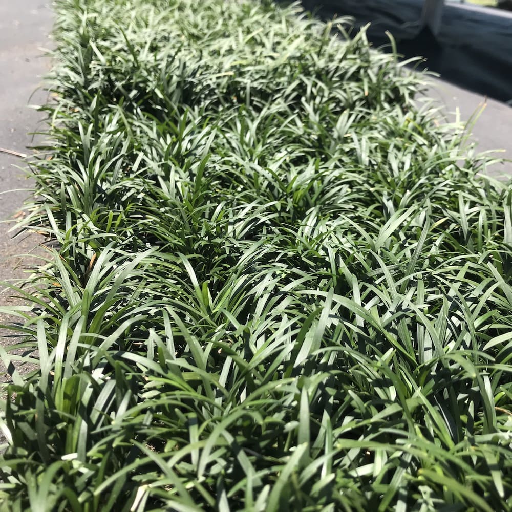 タマリュウ（玉竜）マットタイプ 60cm30cm ５枚