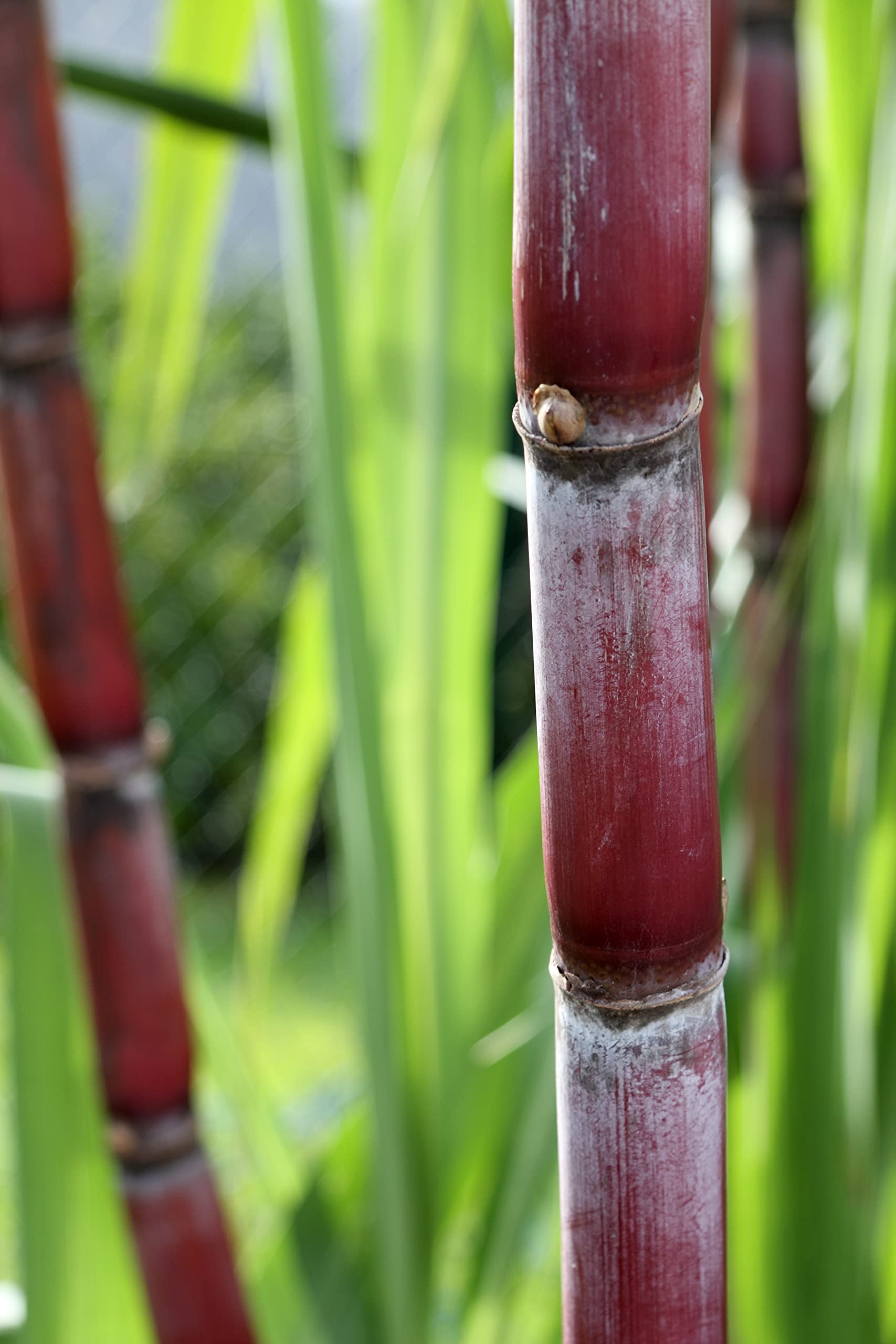 La Perruche(ラペルーシュ) ホワイトシュガーキューブ 2.5KG(個包装)