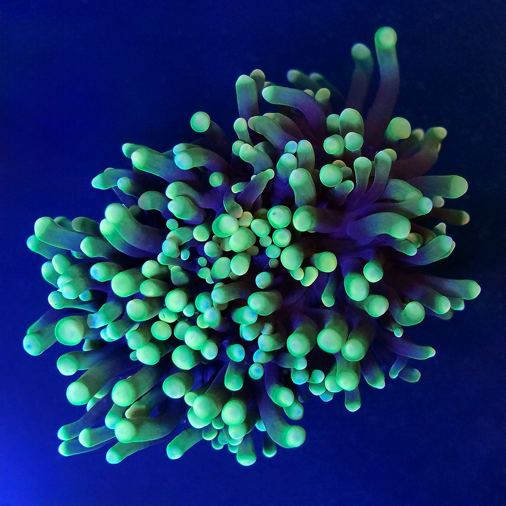 (サンゴ)フラグサンゴ ツツマルハナサンゴ グリーン ポリカプラグ付き(1個)wh‐68 北海道航空便要保温 CRC26―50―80―00―00 (サンゴ)フラグサンゴ ツツマルハナサンゴ グリーン ポリカプラグ付き(1個)wh‐68 北海道航空便要保温 CRC26―50―80―00―00