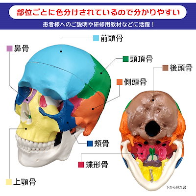 Qoo10] 頭蓋骨模型 色分け済み あご開閉 頭部 : ホビー・コスプレ
