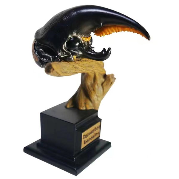 Qoo10] 博物志 甲虫類 ハナムグリ ニジイロクワ