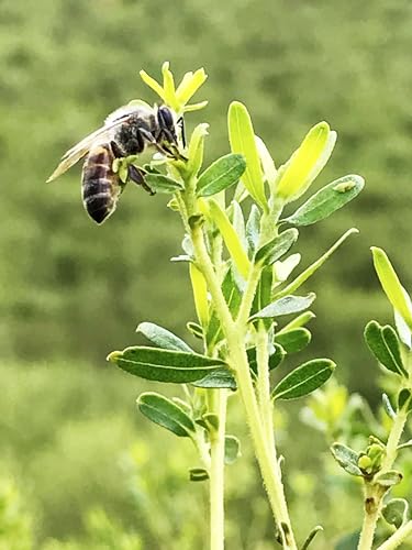 森川健康堂 ネオプロポリス粒 150粒