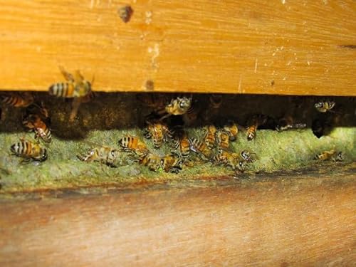 森川健康堂 ネオプロポリス粒 150粒