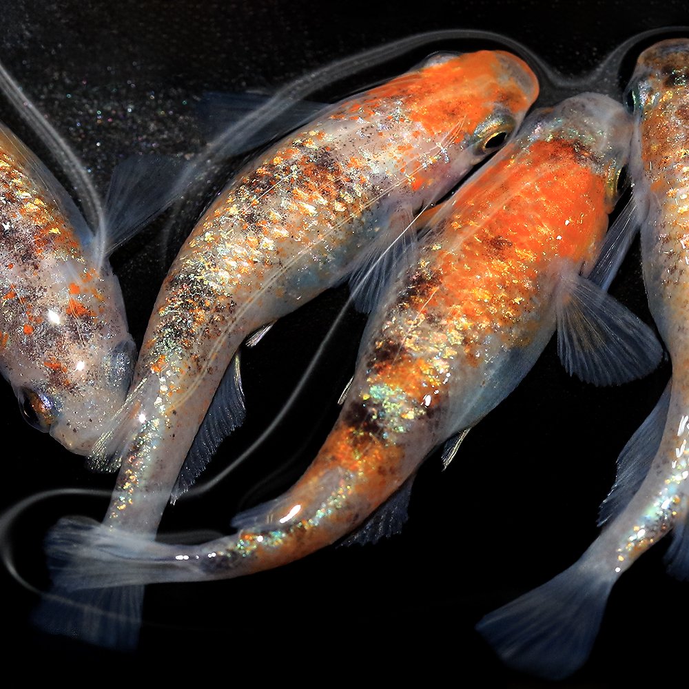 （めだか）月華メダカ　上物　上州めだか直系（１ペア）　ＣＲＣ60―20―22―70―20 pattayablatt.com