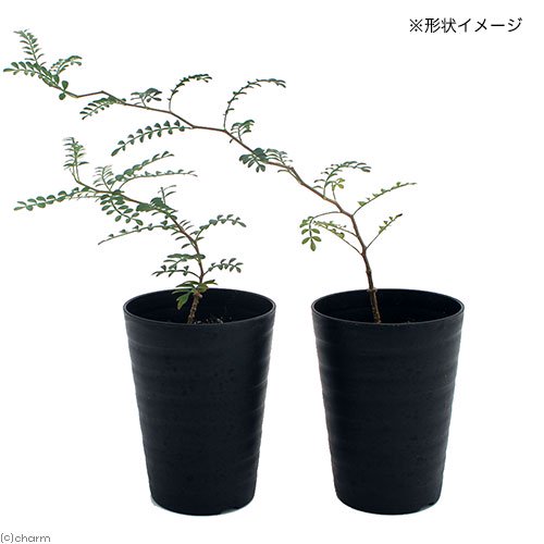 (多肉植物)オペルクリカリア パキプス 実生苗 2.5ー3号(1鉢)秋ー春落葉 コーデックス CRC15―60―75―00―00 (多肉植物)オペルクリカリア パキプス 実生苗 2.5ー3号(1鉢)秋ー春落葉 コーデックス CRC15―60―75―00―00