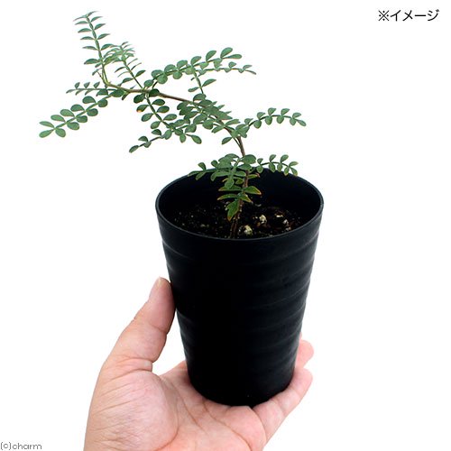 (多肉植物)オペルクリカリア パキプス 実生苗 2.5ー3号(1鉢)秋ー春落葉 コーデックス CRC15―60―75―00―00 (多肉植物)オペルクリカリア パキプス 実生苗 2.5ー3号(1鉢)秋ー春落葉 コーデックス CRC15―60―75―00―00