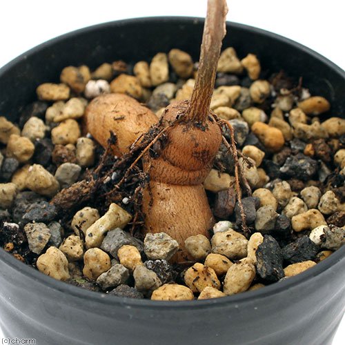 (多肉植物)オペルクリカリア パキプス 実生苗 2.5ー3号(1鉢)秋ー春落葉 コーデックス CRC15―60―75―00―00 (多肉植物)オペルクリカリア パキプス 実生苗 2.5ー3号(1鉢)秋ー春落葉 コーデックス CRC15―60―75―00―00