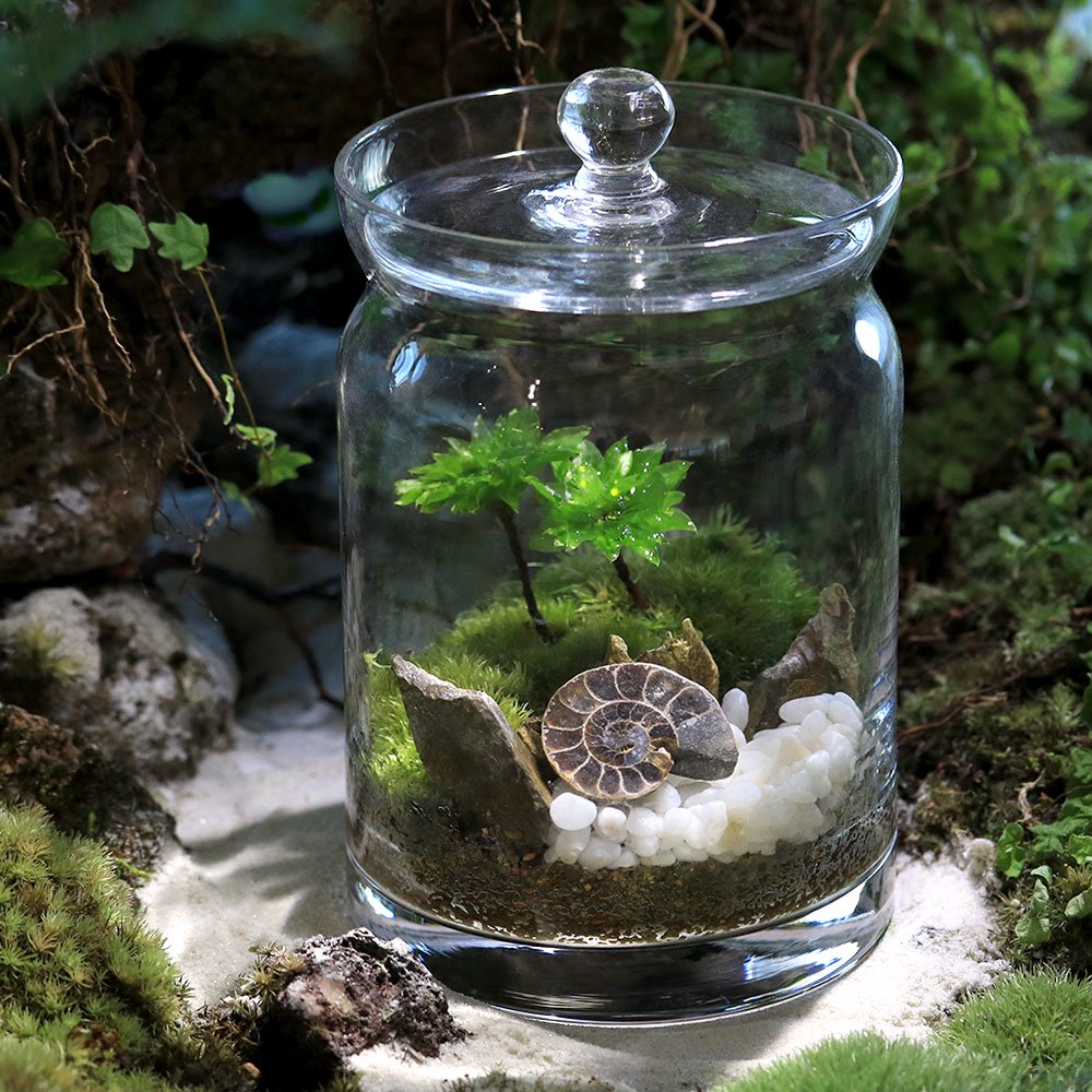 （観葉植物）苔テラリウム　地球の歴史を感じよう　鉱石・化石レイアウト３種セット　アンモナイトスライス　アメジスト　ローズクオーツ　説明書付（１セット）　ＣＲＣ15―70―40―00―00