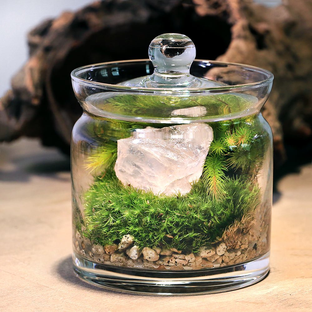 （観葉植物）苔テラリウム　地球の歴史を感じよう　鉱石・化石レイアウト３種セット　アンモナイトスライス　アメジスト　ローズクオーツ　説明書付（１セット）　ＣＲＣ15―70―40―00―00