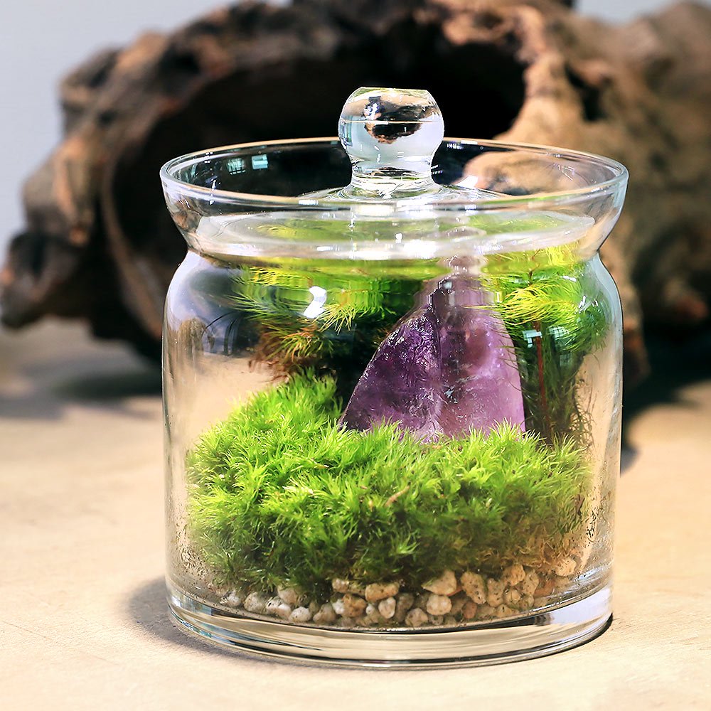（観葉植物）苔テラリウム　地球の歴史を感じよう　鉱石・化石レイアウト３種セット　アンモナイトスライス　アメジスト　ローズクオーツ　説明書付（１セット）　ＣＲＣ15―70―40―00―00