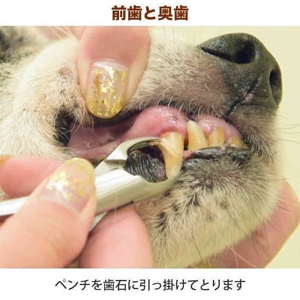 Qoo10] 愛犬愛猫用 歯石取り ペンチ 犬 歯石