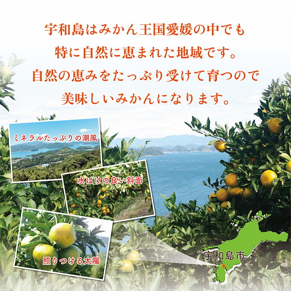 柑橘王国・愛媛県から産地直送！豊かな香りとしっかりとした甘み