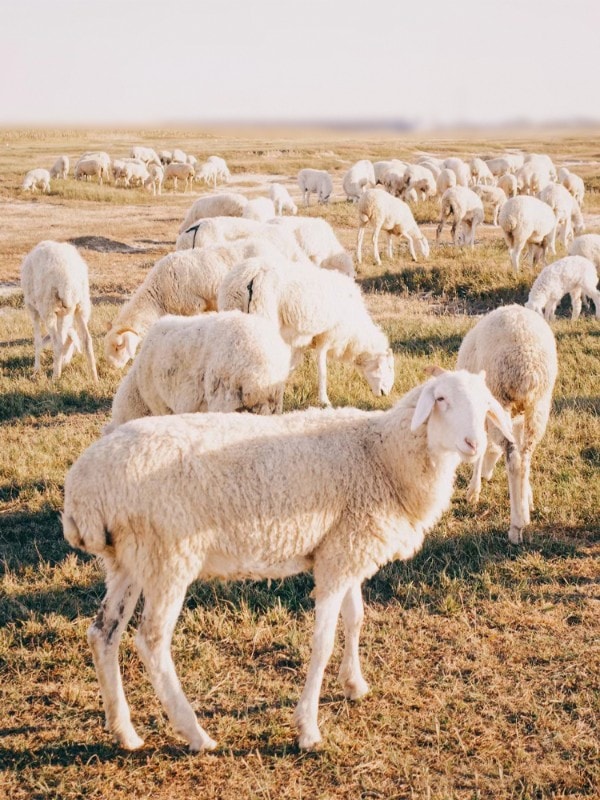 THE R*W 同じスタイルのカスタマイズカラー/カシミア & キャメルヘア & マルベリー シルク & ハイカウント ウール コート THE R*W 同じスタイルのカスタマイズカラー/カシミア & キャメルヘア & マルベリー シルク & ハイカウント ウール コート