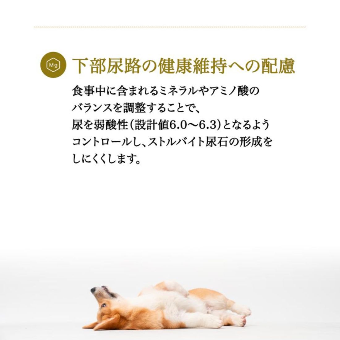 【選べるプレゼント付】プロフェッショナルバランスアレルゲンケア＆pHコントロール1歳から成犬用3kg