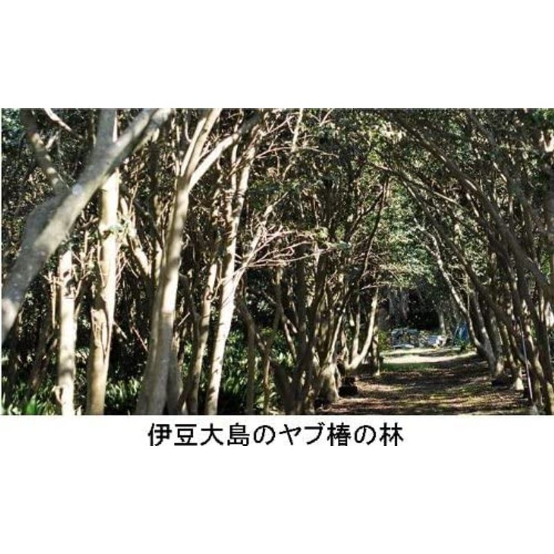 伊豆大島のヤブ椿100大島純粋三原 : ヘア 新品低価