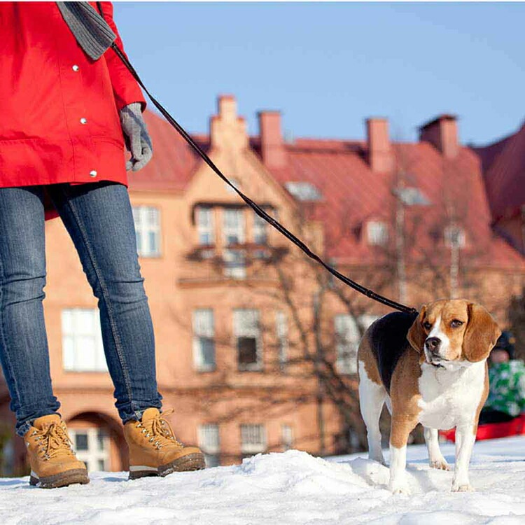 【人気商品】EZ リード ヴァリオ6ライト EZYDOG 【人気商品】EZ リード ヴァリオ6ライト EZYDOG