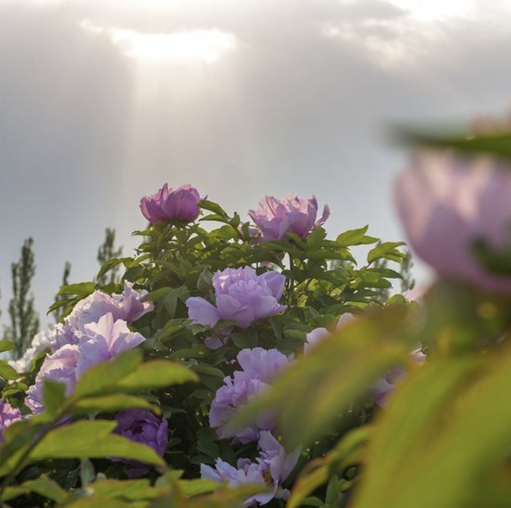 [1月オールヤングピック][敏感頭皮&頭皮鎮静] ピオニーシャンプー400ml企画(1 + 1)