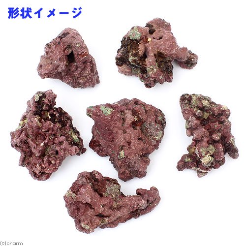 （海水魚）ライブロック　ＥＸＳグレード　レッドロック　ＳＳサイズ（５個）（形状お任せ）　北海道・九州航空便要保温　ＣＲＣ26―55―20―20―00