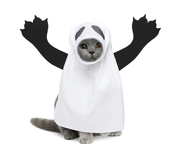 satopi、ハロウィン仮装♥️ベッドドレス、わんちゃん猫ちゃん用 satopi様専用、ハロウィン仮装♥️ベッドドレス、わんちゃん猫