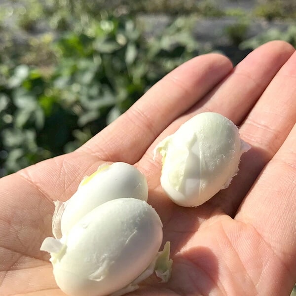 オーサワの有機なた豆茶 40g(2g20包) 8個セット オーサワの有機なた豆茶 40g(2g20包) 8個セット